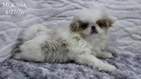 Mufasa, a male Japanese Chin for sale in Johnson City, TN – 8 of 10