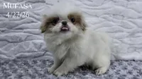 Mufasa, a male Japanese Chin for sale in Johnson City, TN – 9 of 10