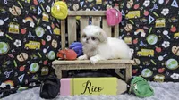 Rico, a male Japanese Chin for sale in Johnson City, TN – 3 of 5
