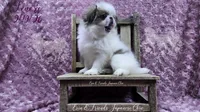 Lenore, a female Japanese Chin for sale in Johnson City, TN – Photo 3 of 10