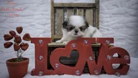 Lenore, a female Japanese Chin for sale in Johnson City, TN – Photo 7 of 10
