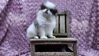 Lenore, a female Japanese Chin for sale in Johnson City, TN – Photo 1 of 10