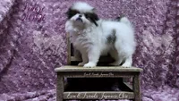 Lenore, a female Japanese Chin for sale in Johnson City, TN – Photo 5 of 10