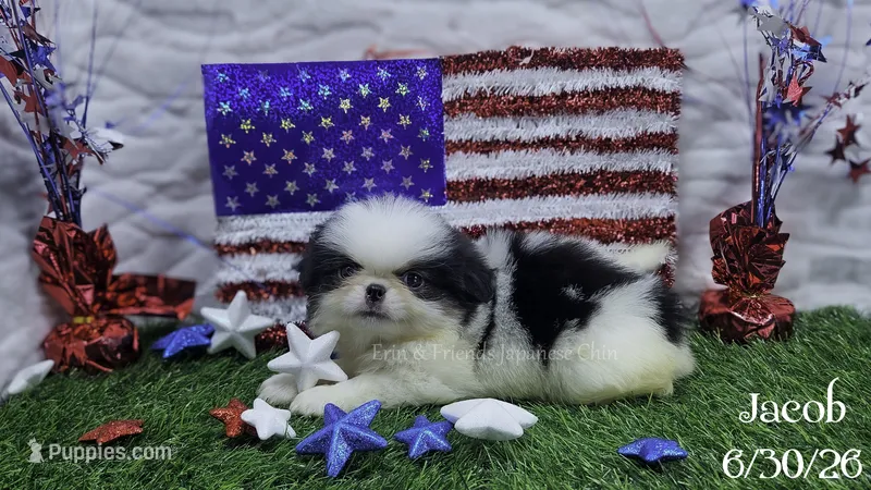 Jacob – Japanese Chin puppy for sale in Johnson City, TN