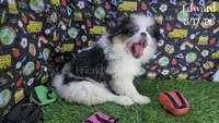 Edward, a male Japanese Chin for sale in Johnson City, TN – 5 of 10
