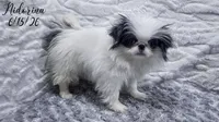 Nidorina, a female Japanese Chin for sale in Johnson City, TN – 6 of 6