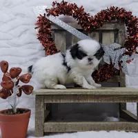 Q, a male Japanese Chin for sale in Johnson City, TN – 6 of 10
