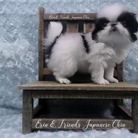 Q, a male Japanese Chin for sale in Johnson City, TN – 8 of 10