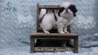 Q, a male Japanese Chin for sale in Johnson City, TN – Photo 8 of 10