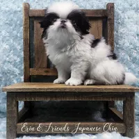 Q, a male Japanese Chin for sale in Johnson City, TN – 1 of 10