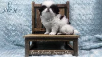 Q, a male Japanese Chin for sale in Johnson City, TN – Photo 1 of 10