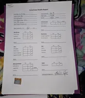 Q, a male Japanese Chin for sale in Johnson City, TN – Photo 10 of 10