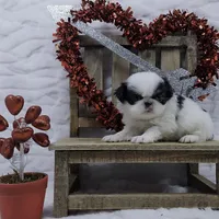 Q, a male Japanese Chin for sale in Johnson City, TN – 7 of 10