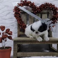 Q, a male Japanese Chin for sale in Johnson City, TN – 4 of 10