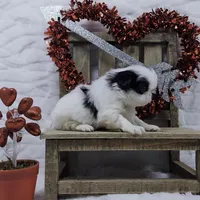 Q, a male Japanese Chin for sale in Johnson City, TN – 5 of 10