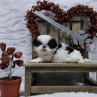 Q, a male Japanese Chin for sale in Johnson City, TN – 9 of 10