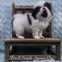 Q, a male Japanese Chin for sale in Johnson City, TN – 3 of 10