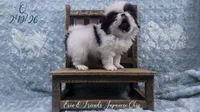 Q, a male Japanese Chin for sale in Johnson City, TN – Photo 3 of 10