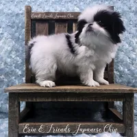 Q, a male Japanese Chin for sale in Johnson City, TN – 2 of 10