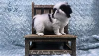 Q, a male Japanese Chin for sale in Johnson City, TN – Photo 2 of 10