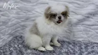 Mufasa, a male Japanese Chin for sale in Johnson City, TN – 2 of 10