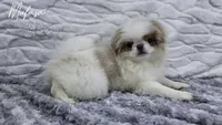 Mufasa, a male Japanese Chin for sale in Johnson City, TN – 4 of 10
