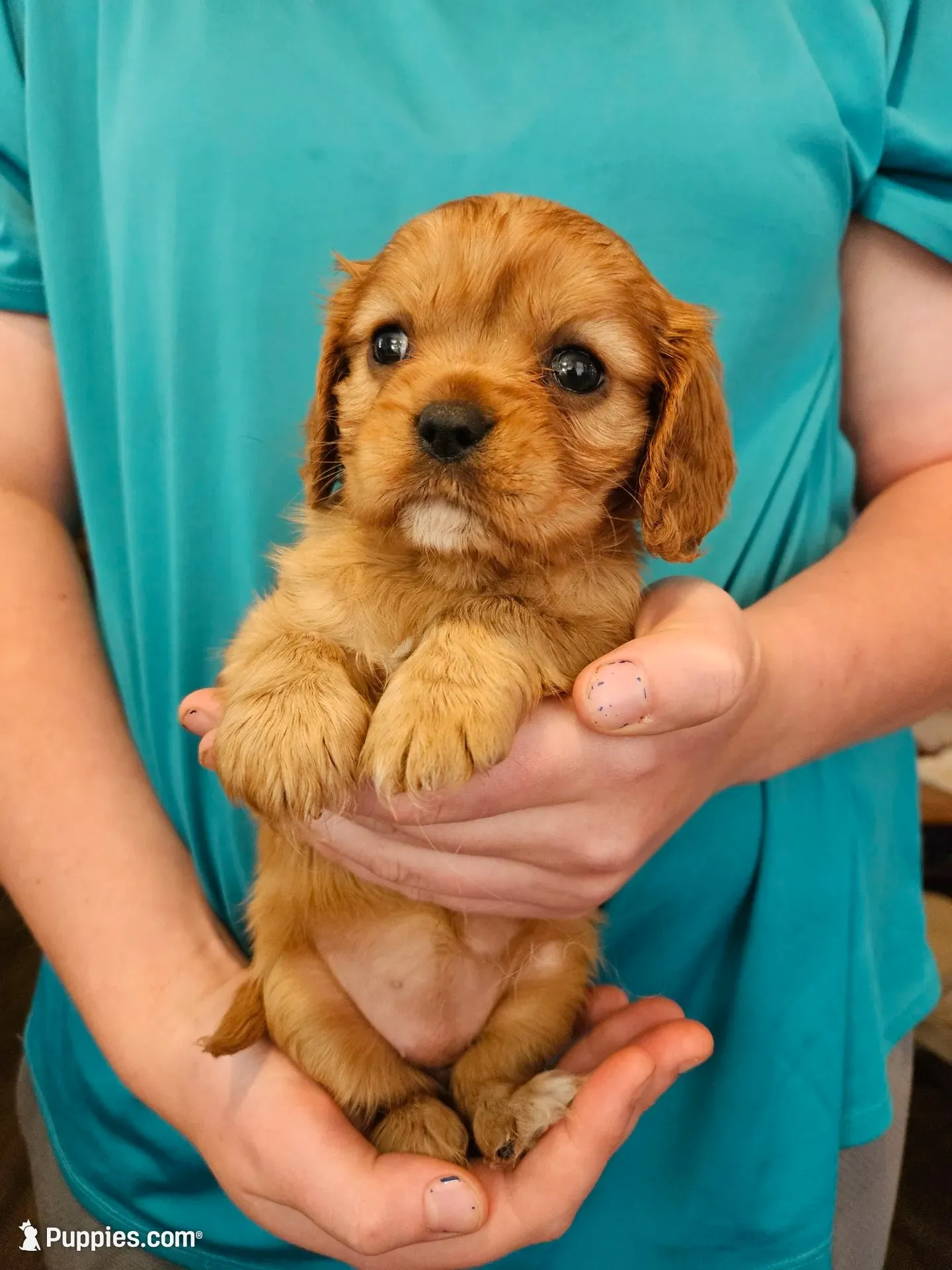 AKC Dolly, a female Cavalier King Charles Spaniel for sale in Poquoson, VA – 1 of 4