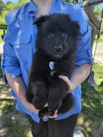 Everest, a female Belgian Sheepdog for sale in Poquoson, VA – 5 of 7