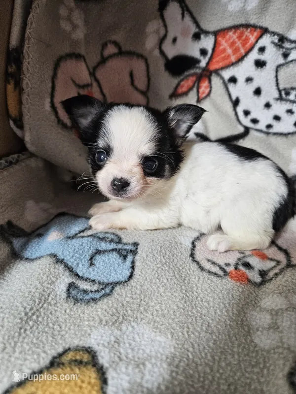 Shaggy – Chihuahua puppy for sale in Poquoson, VA