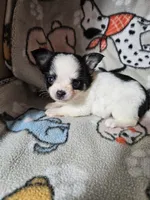 Shaggy, a male Chihuahua for sale in Poquoson, VA – 1 of 5