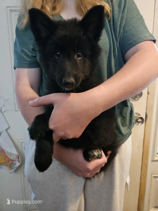 Sky – Belgian Sheepdog puppy for sale in Poquoson, VA