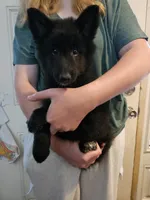 Sky, a female Belgian Sheepdog for sale in Poquoson, VA – 1 of 10