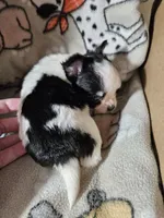 Shaggy, a male Chihuahua for sale in Poquoson, VA – 4 of 5