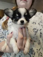 Velma, a female Chihuahua for sale in Poquoson, VA – 6 of 6