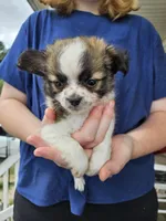 Twister, a male Chihuahua for sale in Poquoson, VA – 4 of 4