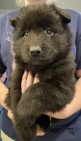 Everest, a female Belgian Sheepdog for sale in Poquoson, VA – Photo 3 of 4