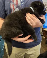 Everest, a female Belgian Sheepdog for sale in Poquoson, VA – Photo 4 of 4