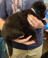 Everest, a female Belgian Sheepdog for sale in Poquoson, VA – Photo 2 of 4
