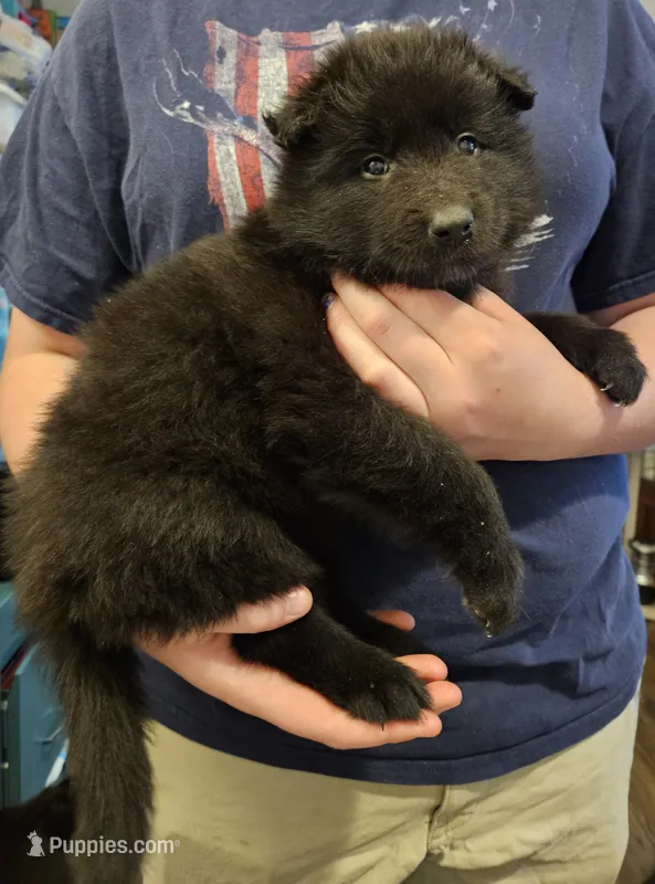 Everest, a female Belgian Sheepdog for sale in Poquoson, VA – Photo 1 of 4