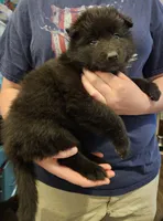 Everest, a female Belgian Sheepdog for sale in Poquoson, VA – Photo 1 of 4