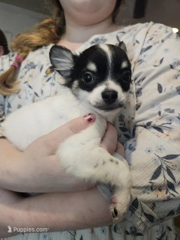 Fred – Chihuahua puppy for sale in Poquoson, VA