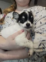 Fred, a male Chihuahua for sale in Poquoson, VA – 1 of 6