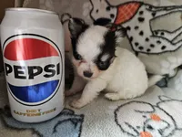 Scooby, a male Chihuahua for sale in Poquoson, VA – 3 of 3