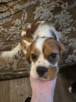 Hudson , a male Cavalier King Charles Spaniel for sale in Poquoson, VA – 3 of 3