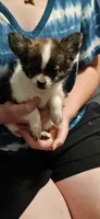 AKC Storm, a male Chihuahua for sale in Poquoson, VA – 5 of 6