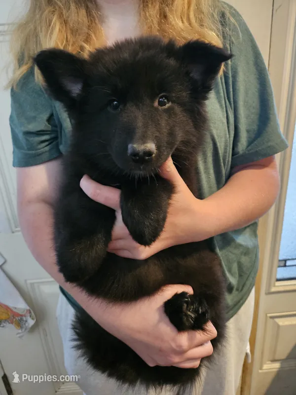 Everest – Belgian Sheepdog puppy for sale in Poquoson, VA