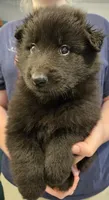 Chase, a male Belgian Sheepdog for sale in Poquoson, VA – Photo 4 of 4