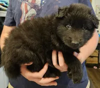 Chase, a male Belgian Sheepdog for sale in Poquoson, VA – Photo 3 of 4