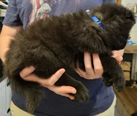 Chase, a male Belgian Sheepdog for sale in Poquoson, VA – Photo 1 of 4
