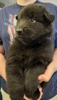 Chase, a male Belgian Sheepdog for sale in Poquoson, VA – Photo 2 of 4